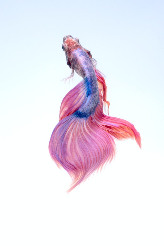 ToF Fotobehang vis Siamese kempvis in roze en blauw op lichtblauwe achtergrond