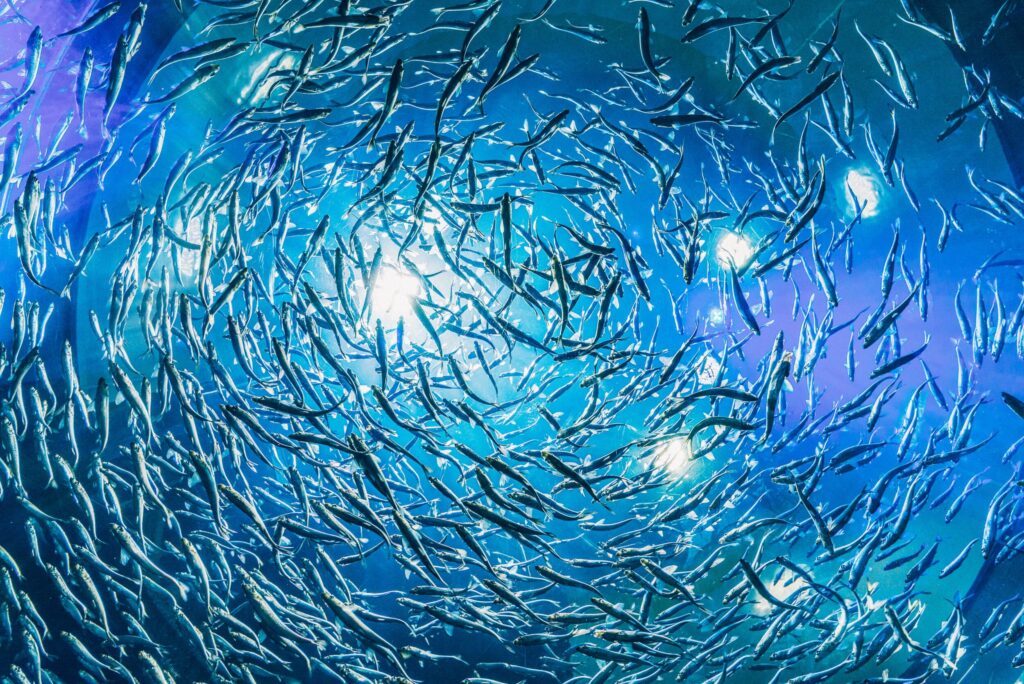 ToF Behang vissen grote school grijze vissen in blauw water