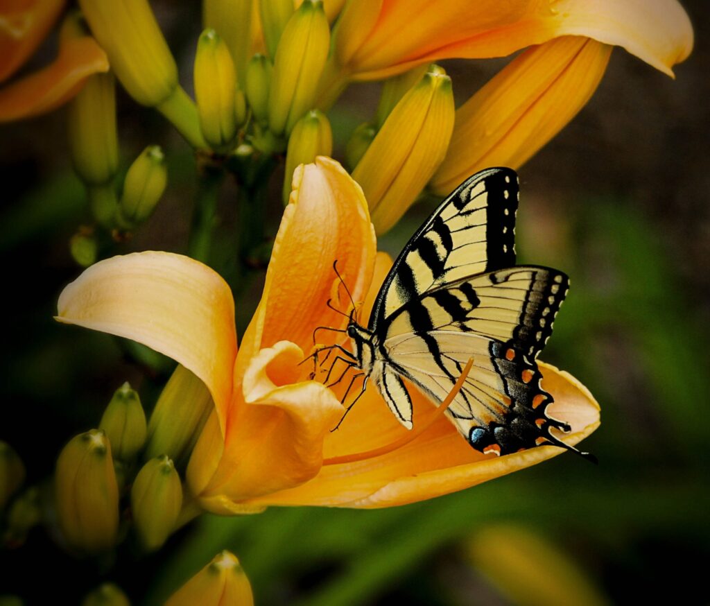 ToF Fotobehang vlinder gele papilio glaucus op een lelie