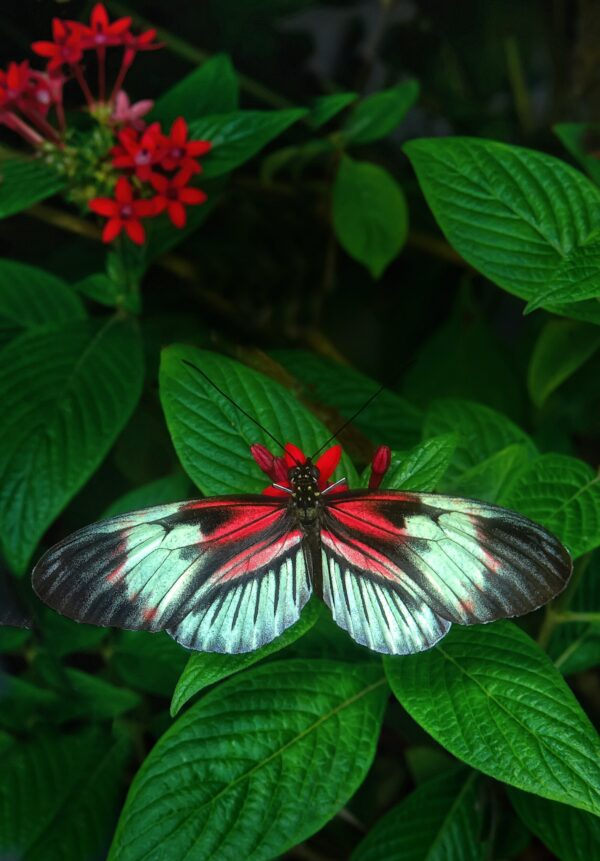 ToF Behang vlinder met rood zwart en witte vleugels op een blad
