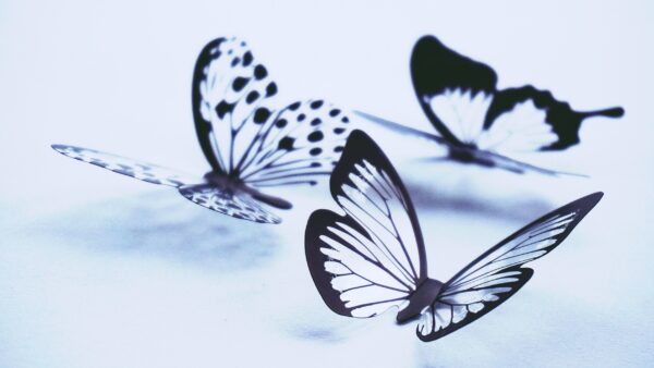 ToF Behang met vlinders in zwart en paarstinten