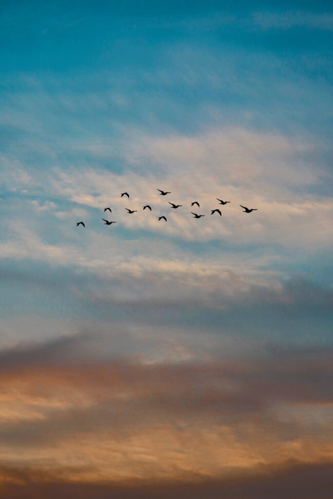 ToF Fotobehang vogels vliegend met wolken op achtergrond