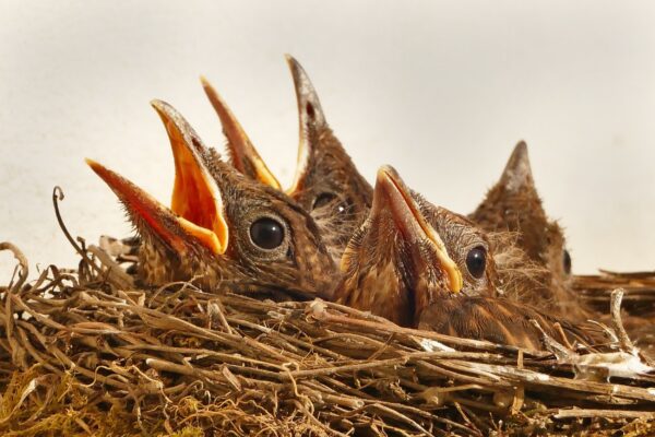 ToF Fotobehang vogels jonkies in een nest met open snavel