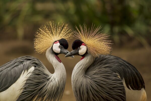 ToF Fotobehang vogels twee paradijsvogels die elkaar aankijken