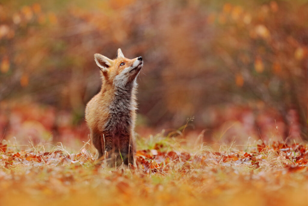 ToF Fotobehang dieren vos in een veld in herfstkleuren