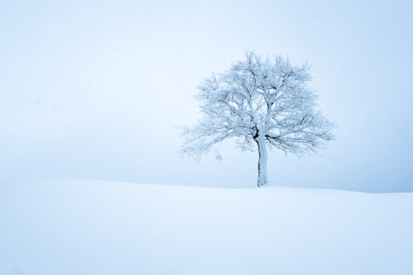ToF Behang winter boom in de sneeuw