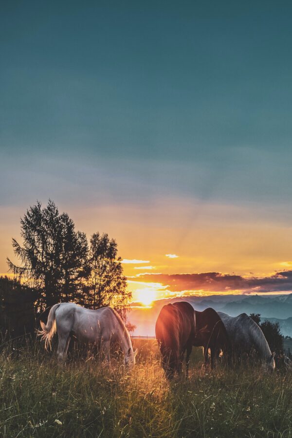 ToF Behang zonsondergang met paarden