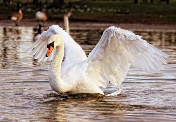 ToF Fotobehang vogels witte zwaan die landt in water