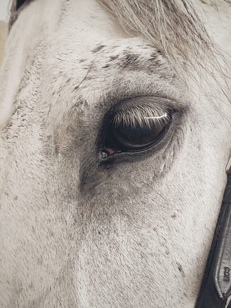 ToF Fotobehang zwart-wit close-up oog paard