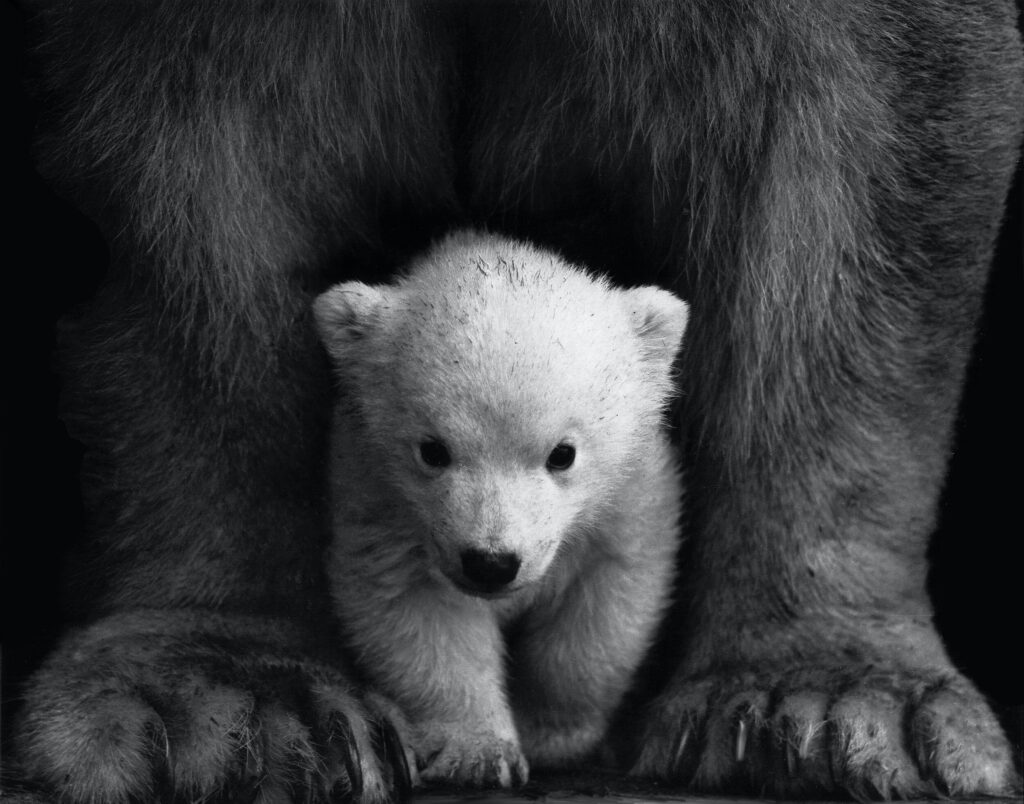 ToF Fotobehang zwart-wit baby ijsbeer bij voeten moeder
