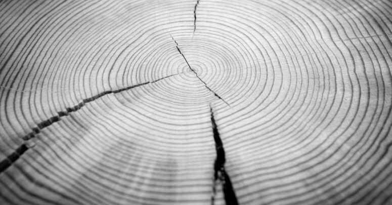 ToF Fotobehang bomen boomstam met jaarringen