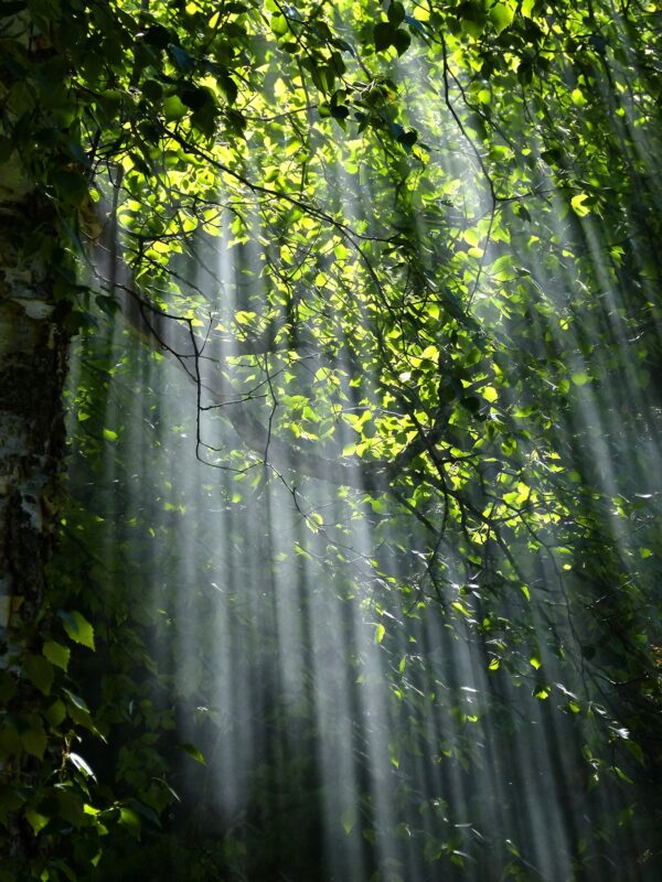ToF Behang bos bladeren met licht inval