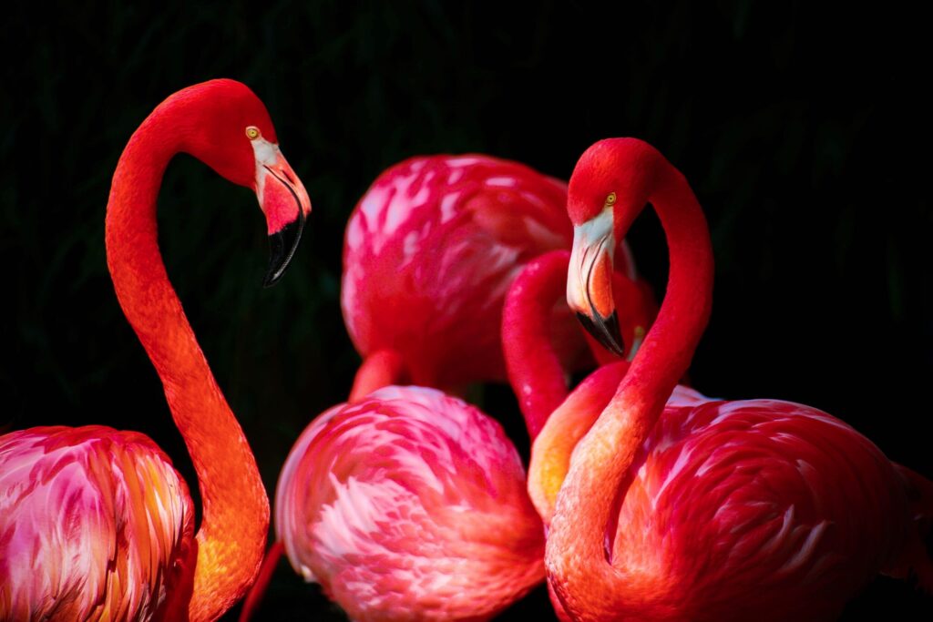 ToF Fotobehang flamingo’s close-up in rood op zwart