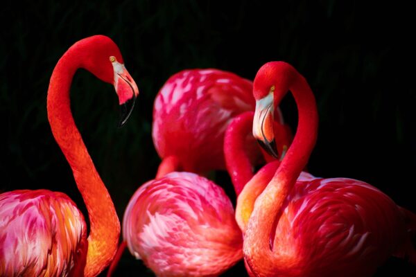 ToF Fotobehang flamingo's close-up in rood op zwarte achtergrond