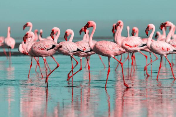 ToF Fotobehang flamingo's lopend in water in rood, roze en blauw