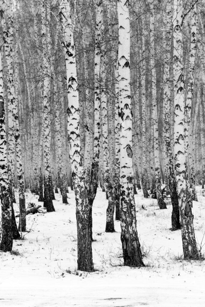 ToF Fotobehang bomen berken in sneeuwbos