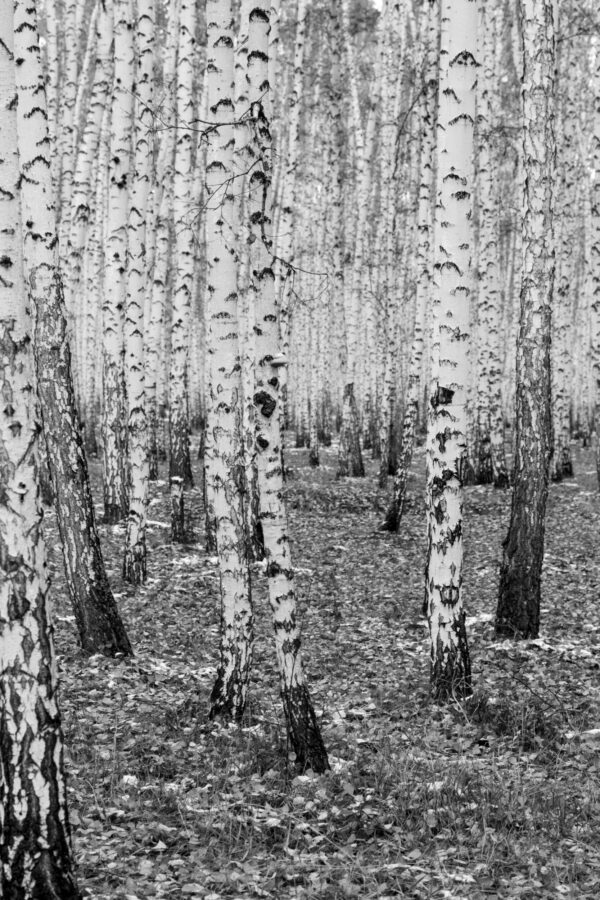ToF Fotobehang bomen berken in bos