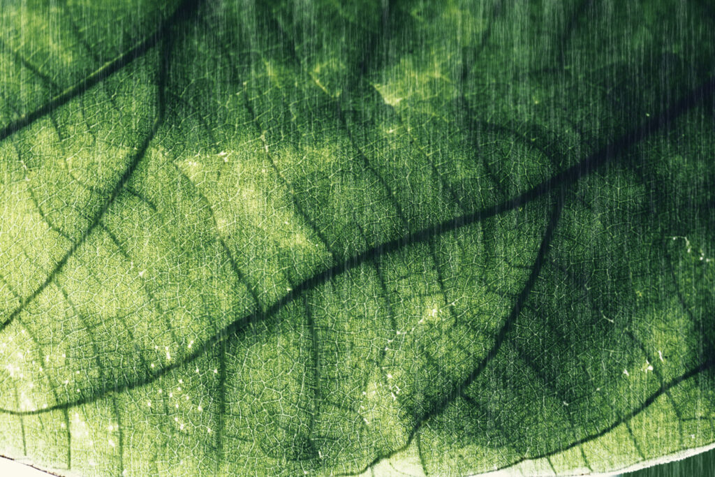 ToF Fotobehang natuur close-up blad