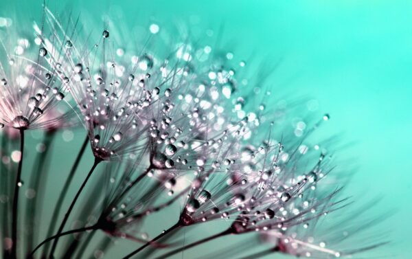 ToF Fotobehang bloem grassoort close-up met regendruppels