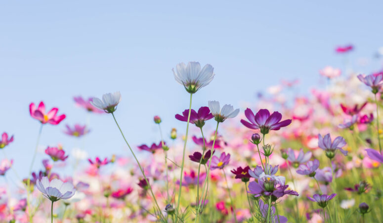 ToF Fotobehang weiland met bloemen