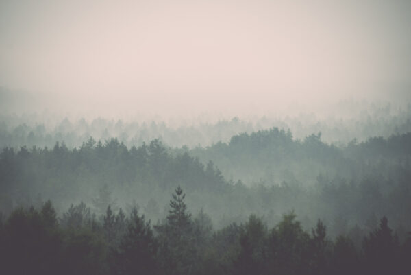 ToF Fotobehang bos dennebomen in de mist