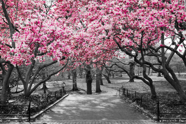 ToF Fotobehang landschap Central Park, New York zwart-wit met roze