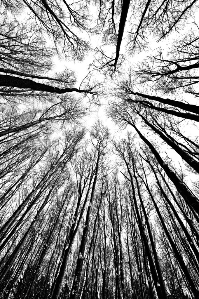 ToF Behang bos bomen vanaf onderkant in zwart-wit