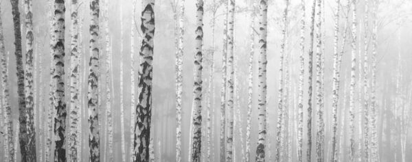 ToF Fotobehang bos bomen zwart-wit