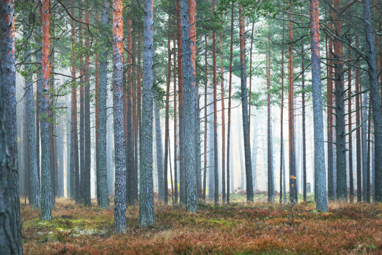 ToF Behang bos dennenbomen