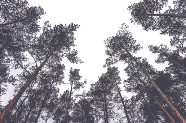 ToF Fotobehang bos bomen onderaanzicht