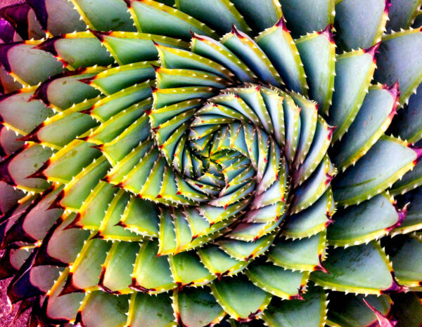 ToF Fotobehang cactus close-up