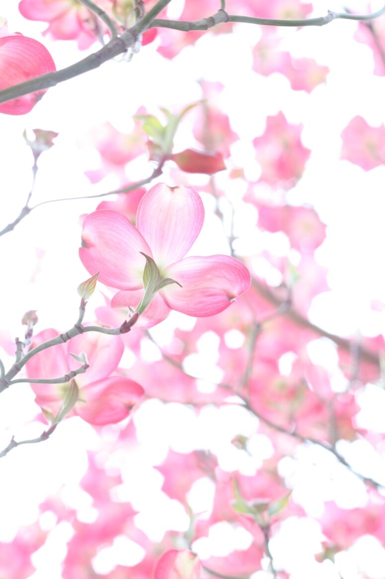 ToF Fotobehang bloesems Chinees met vervaagde achtergrond