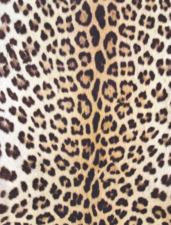 ToF Behang luipaardprint close-up stuk huid