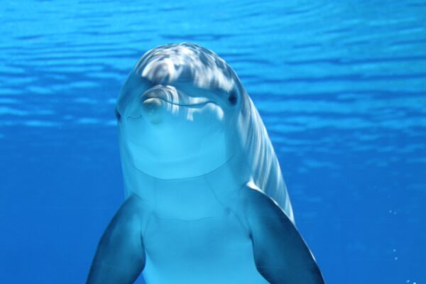 ToF Fotobehang dolfijn zwemmend in water in blauwtinten