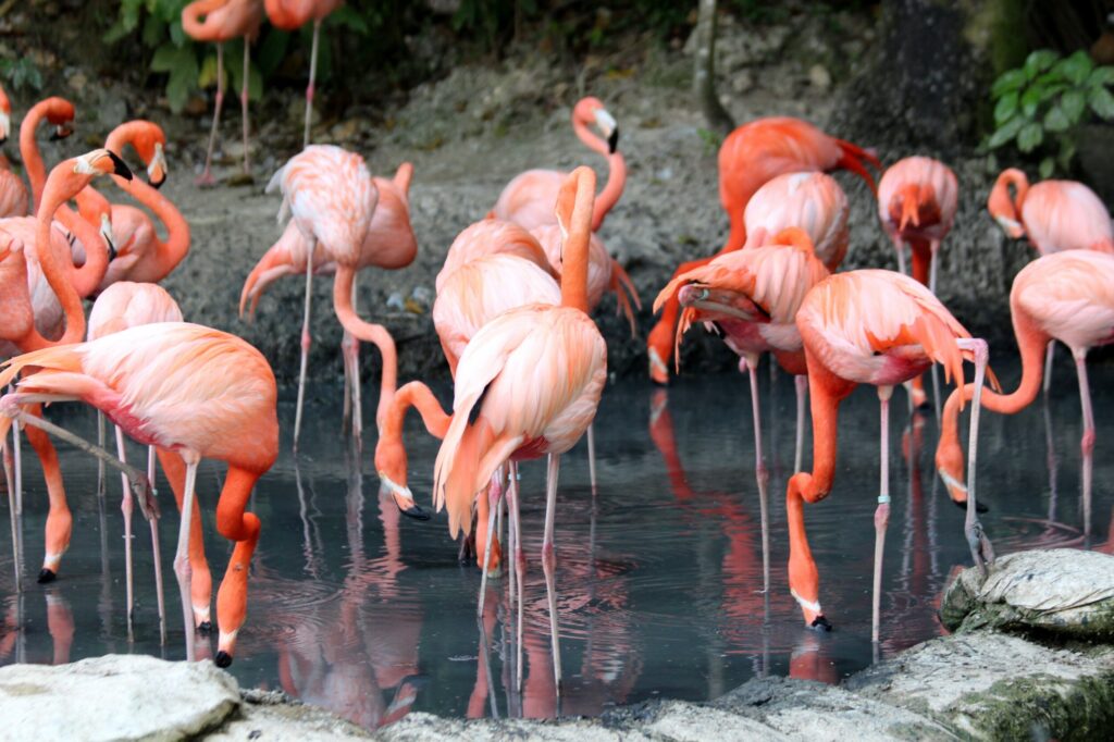 ToF Fotobehang flamingo’s staand in water