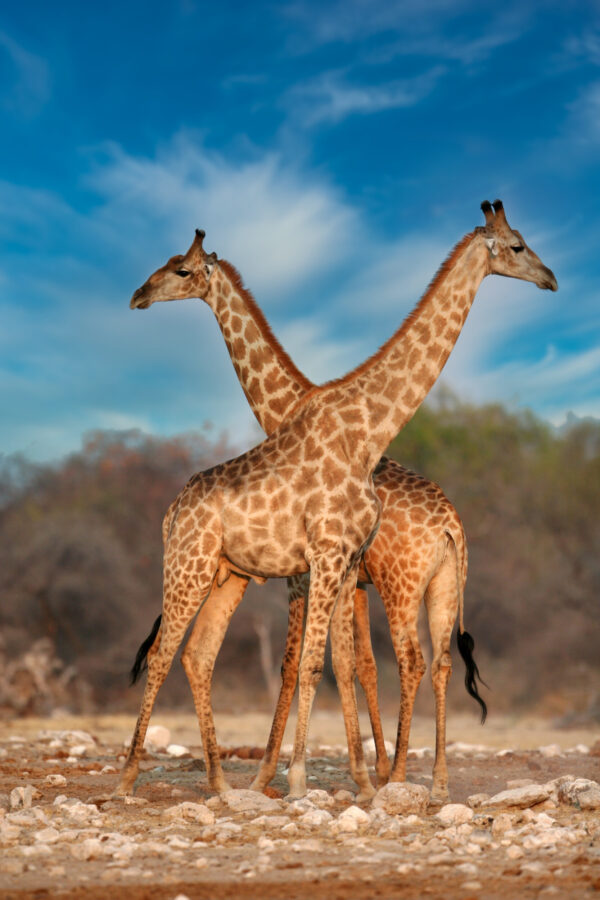 ToF Fotobehang giraffe met gekruiste nekken
