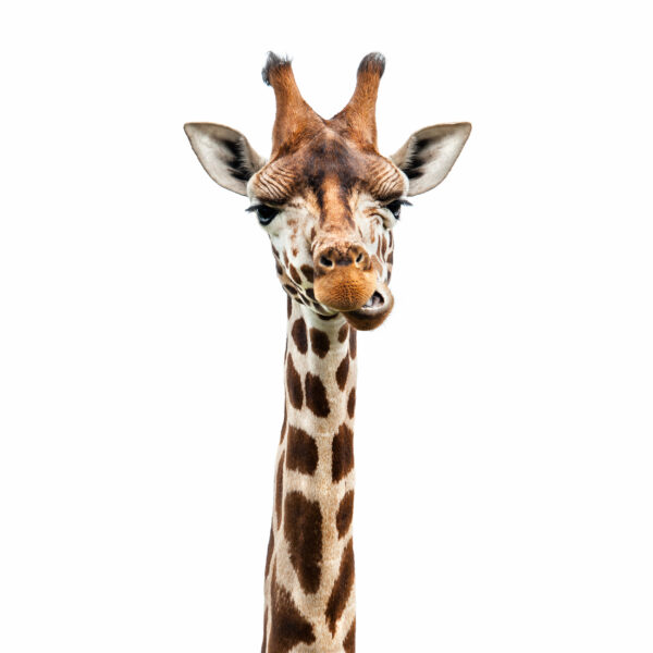 ToF Fotobehang dier giraf in kleur