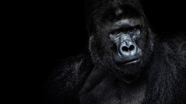 ToF Fotobehang dier zilverrug gorilla zwart-wit