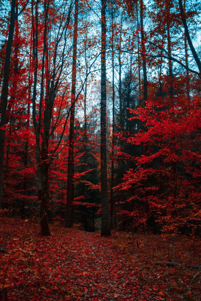 ToF Fotobehang herfst bos met rode bladeren