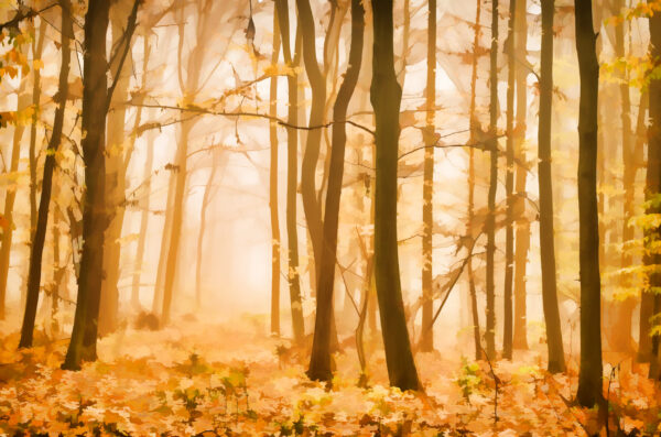 ToF Behang bos getekend met herfst kleuren