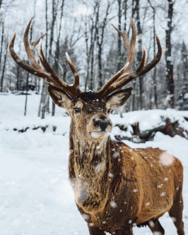 ToF Behang bosdieren edelhert in de sneeuw