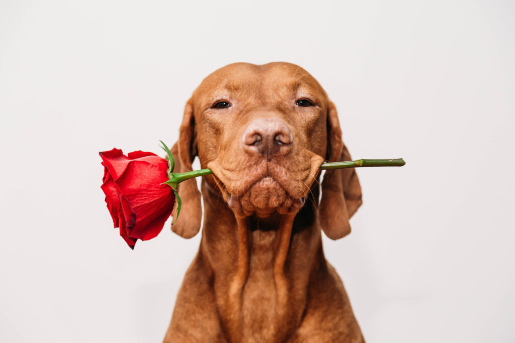 ToF Fotobehang hond vizsla met roos in bek