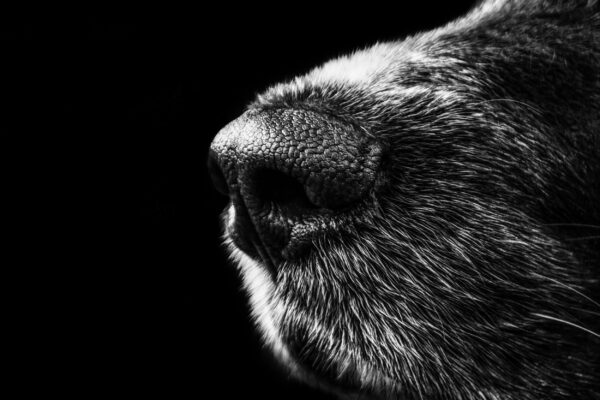 ToF Fotobehang hond close-up neus zwart-wit