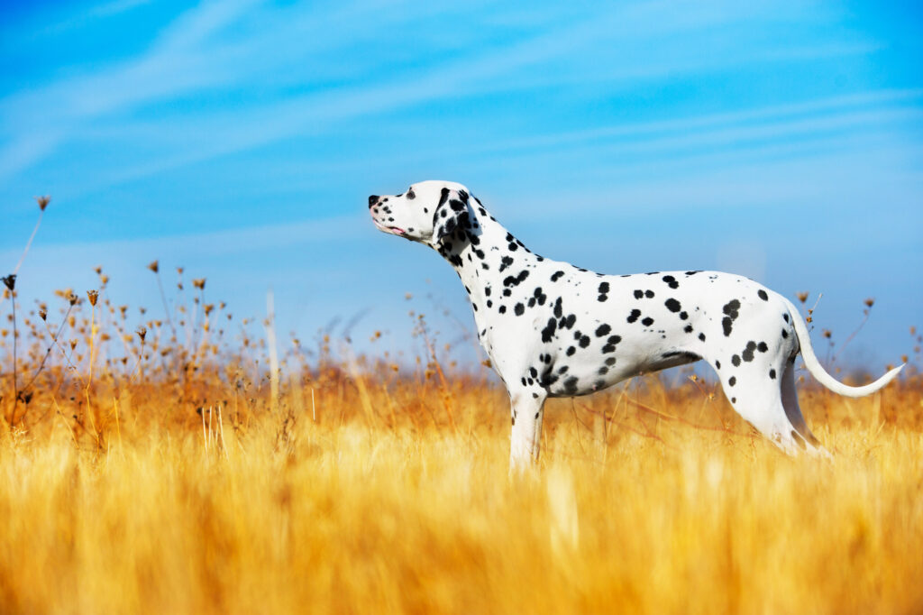 ToF Fotobehang hond dalmatiër in veld