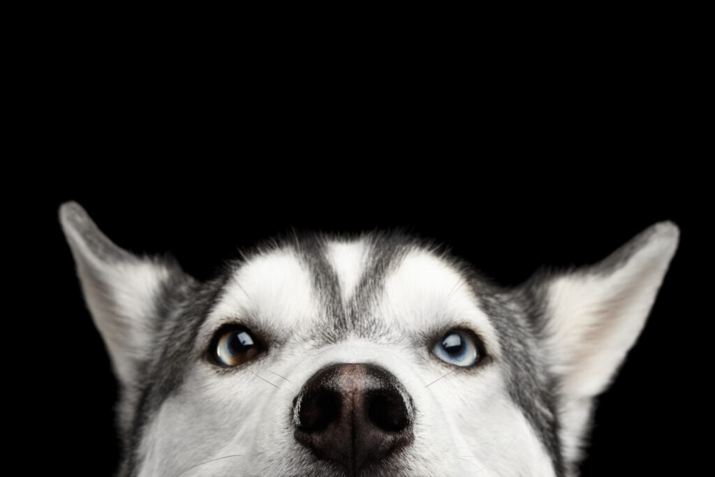 ToF Fotobehang hond kop van Siberische husky