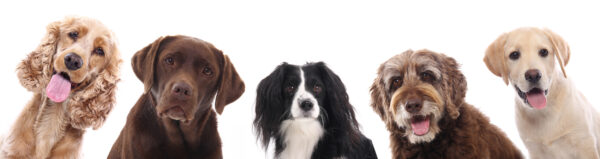ToF Fotobehang honden vijf verschillende rassen op een rij
