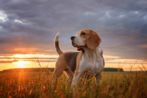 ToF Fotobehang hond beagle in het gras met zonsondergang