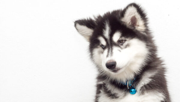 ToF Fotobehang hond kop van puppy Siberische husky
