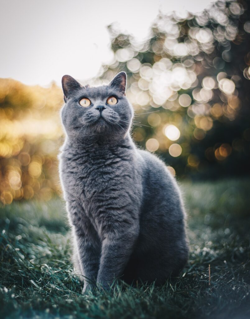 ToF Behang kat Britse korthaar blauw zittend op gras
