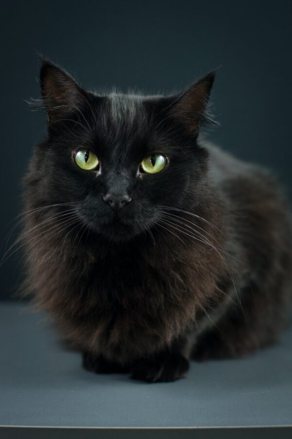 ToF Fotobehang kat zwart halflang haar